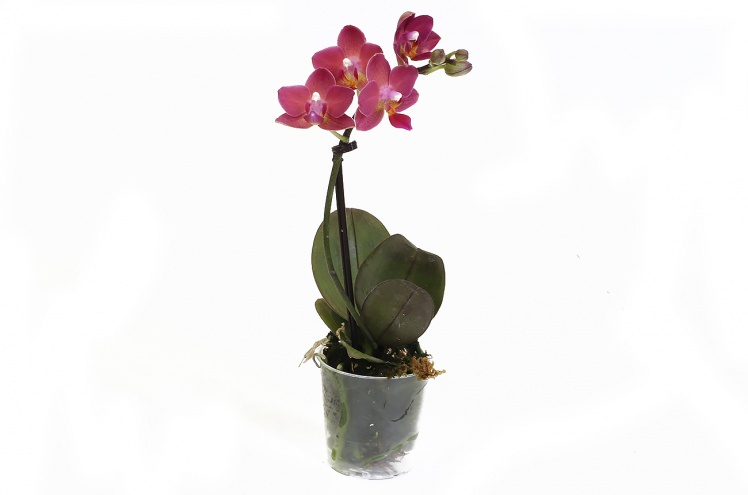 Орхидея Фаленопсис мини (Phalaenopsis mini) Орхидея Фаленопсис мини (Phalaenopsis mini)