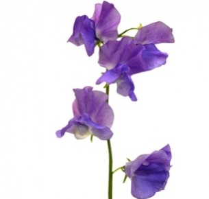 Латирус сиреневый