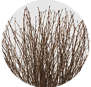 Берёза натуральная (Berken Naturel)