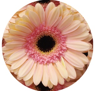 Гербера Альянс (Alliance)