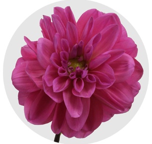 Георгина помпонная цикламеновая