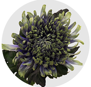 Хризантема одноголовая Антонов Пёпл Форст (Antonov Purple Forst)