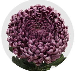 Хризантема одноголовая Бигуди пёпл (Bigoudi Purple XLS)