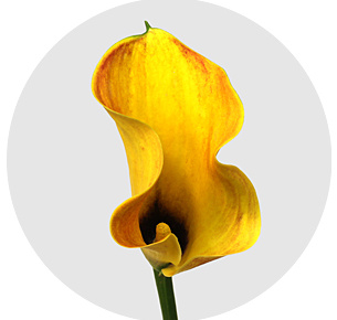 Калла Пашн оранжевая (Passion Orange)