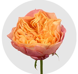 Роза Викториан сикрет (Victorian Secret)