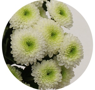 Хризантема кустовая Сантини Калимеро белая (Santini Calimero white)