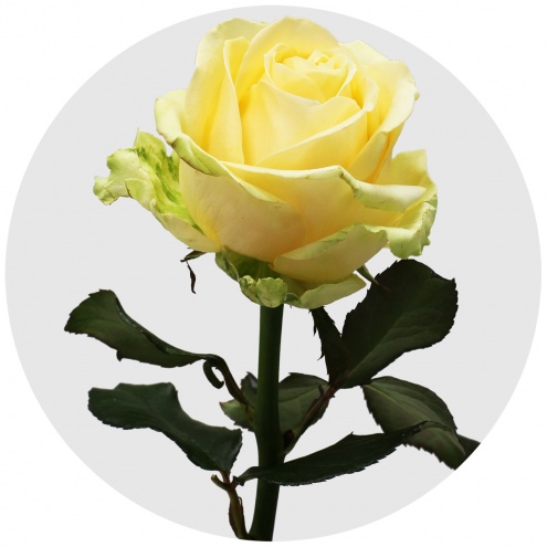 Роза Пич Аваланж (Peach Avalanche) Роза Пич Аваланж (Peach Avalanche)