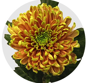 Хризантема одноголовая Россано Элизабет (Rossano Elizabeth)