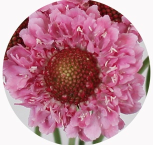 Скабиоза розовая скуп (Scabiosa Pink Marshmallow Scoop)