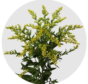 Солидаго Медея