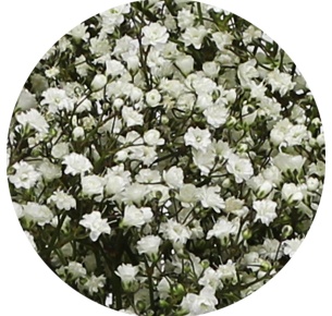 Гипсофила Миллион Звезд (Gypsophila 'Million Stars')