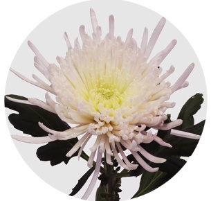 Хризантема одноголовая Спайдер Спивио (Spider Spivio)