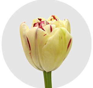 Тюльпан Жонкьер (Jonquieres)