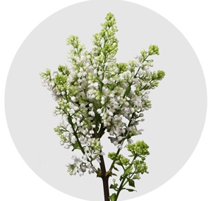 Сирень Мадам Флорен Степман (Mme Florent Stepman)