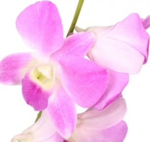 Дендробиум розовый