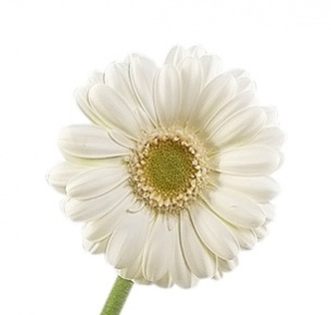 Гербера Монт Бланк (Mont Blanc)