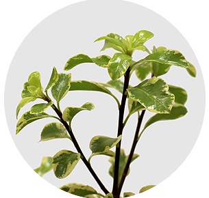 Питтоспорум Мини бонт (Mini Bont)