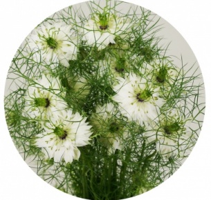 Нигелла белая