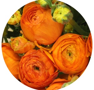 Ранункулус Клуни оранжевый (Clooney Orange)