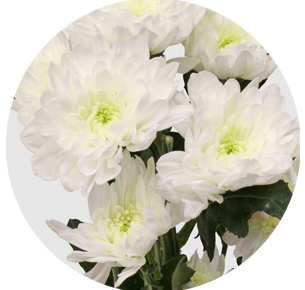 Хризантема кустовая Гарвард (Harvard)