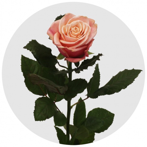 Роза Адель (Adele) Роза Адель (Adele)