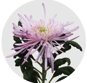 Хризантема одноголовая Эльбрус пинк (Elbrus Pink)