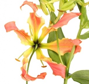 Глориоза оранжевая