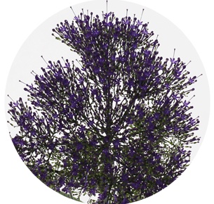 Трахелиум синий