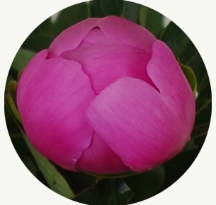 Пион Доктор Александр Флеминг (Dr Alexander Fleming)