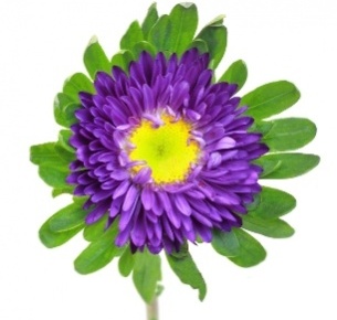 Астра фиолетовая