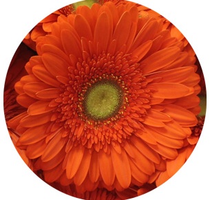 Гербера Атланта (Atlanta)