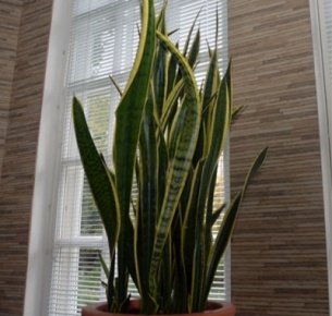 Сансевиерия (Sansevieria)