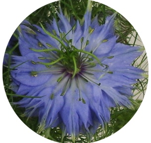 Нигелла голубая