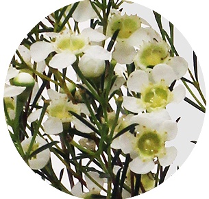 Ваксфлауэр белый Рэйнбоу (Rainbow white)