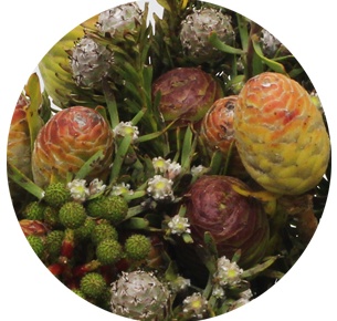 Каапс гроен микс (Kaaps groen mix)