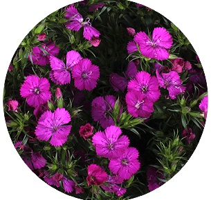 Диантус барбатус Амазон Неон пёпл (Amazon Neon Purple)