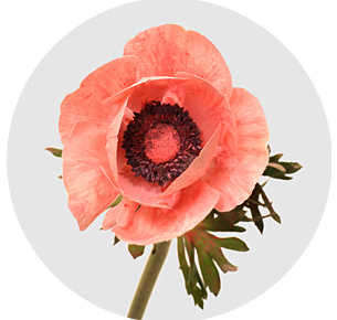 Анемон припулренный Эрика (Poeder Erica)