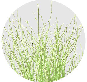 Берёза крашеная лайм (Berken painted lime)