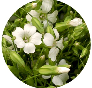 Сопонария белая (Saponaria white)