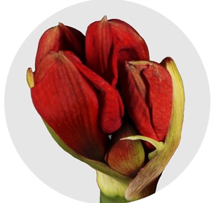 Амариллис красный