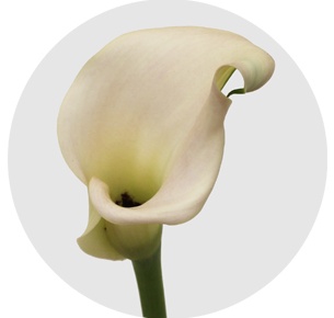 Калла мини кремово-розовая