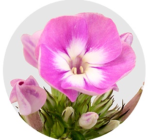 Флокс Сеньора (Senora)