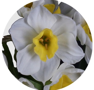 Нарцисс Аваланч (Avalanche)