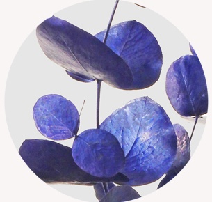 Эвкалипт крашеный синий (Blue)