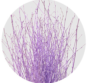 Берёза крашеная милка (Berken painted milka)