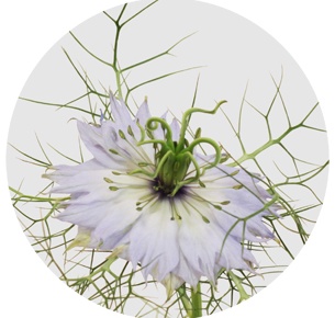 Нигелла Дамасцена милка (Nigella Damascena Milka)