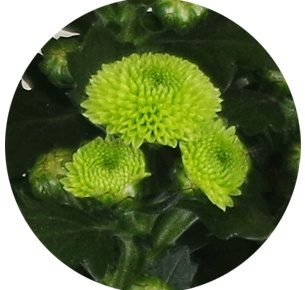 Хризантема-мини Беллисима ярко-зелёная
