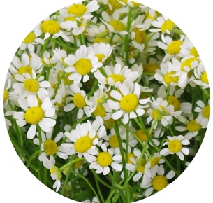 Матрикария Камилла