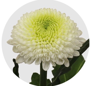 Хризантема одноголовая Сайбериа (Siberia)