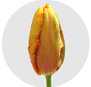 Тюльпан  Авиньон Паррот (Avignon Parrot)